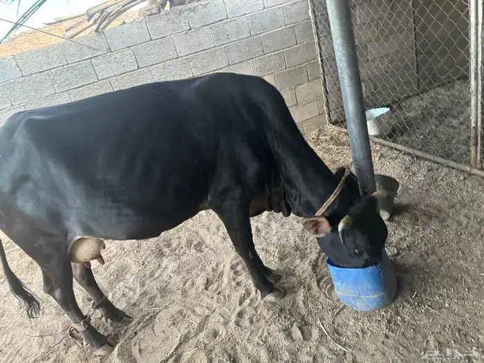 بقره جرسيه عشار كفو 2