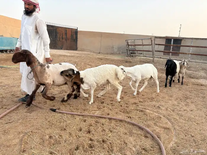 ذبايح بلديه مهجنه طيبه حد 1000 1
