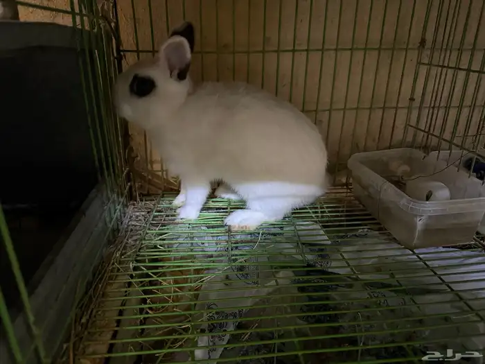 ارنب قزم هونت 0