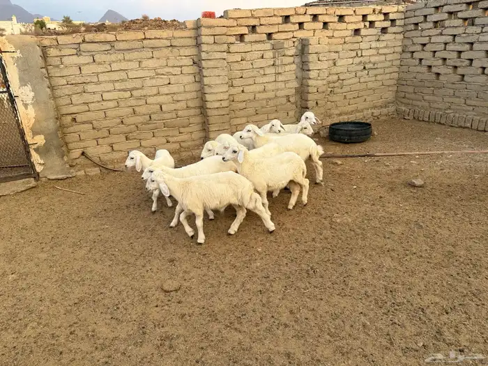 عشرة طليان للبيع بمحافظة الحجرة 1