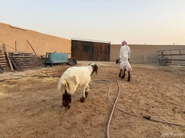 فحل نعيمي جذع طيب سومه 1530 4