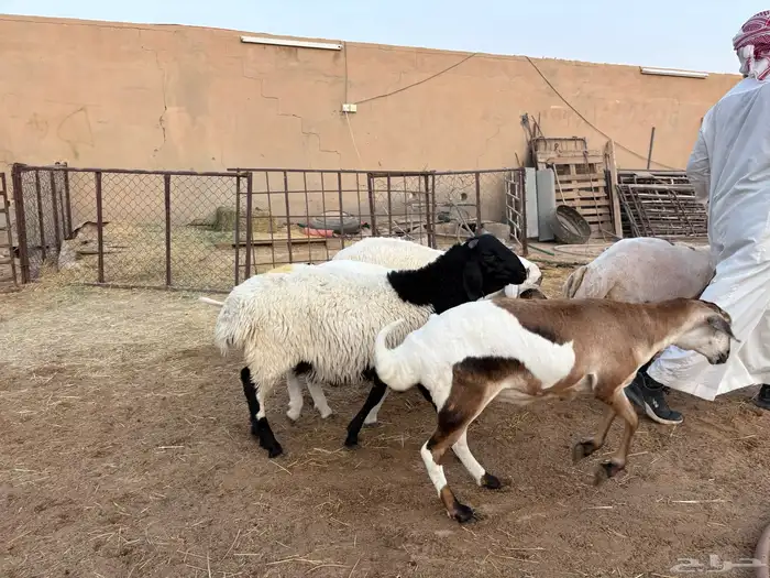 ذبايح بلديه مهجنه طيبه حد 1000 3