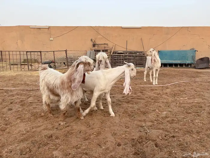 تيوس فحول عوارض ومشاريك طيبه عدد 4 8