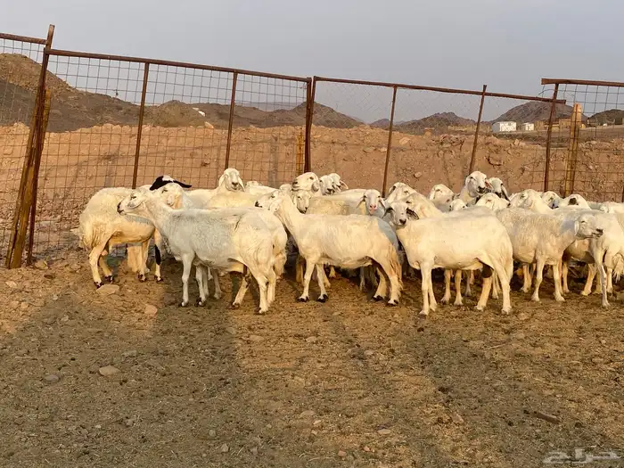 ضان حريات 15