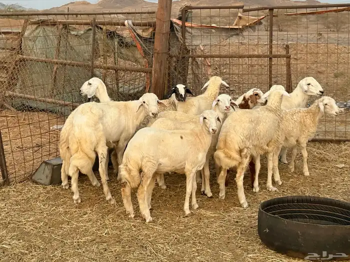 طليان ورخال العمر من 5 شهور لي 6 شهور 1
