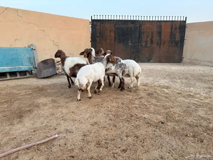 حيل نعيم طيبه شحم عدد 6 سومها 1050 6