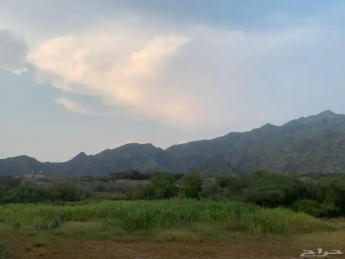 قصب للبيع غرب محايل 0