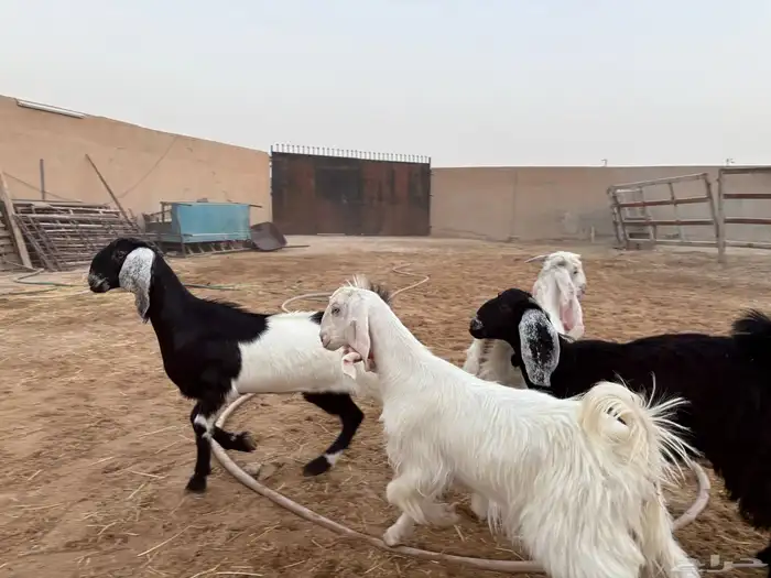 تيوس منادي طيبه عدد 4 حد 1020 7