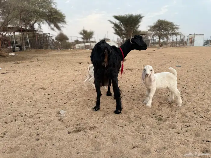 عنز خلفة متاوم 5