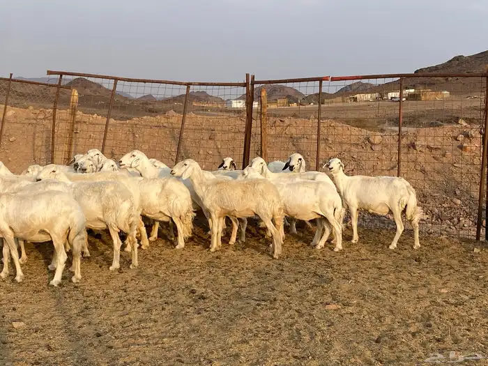 ضان حريات 0