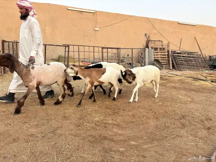 ذبايح بلديه مهجنه طيبه حد 1000 7