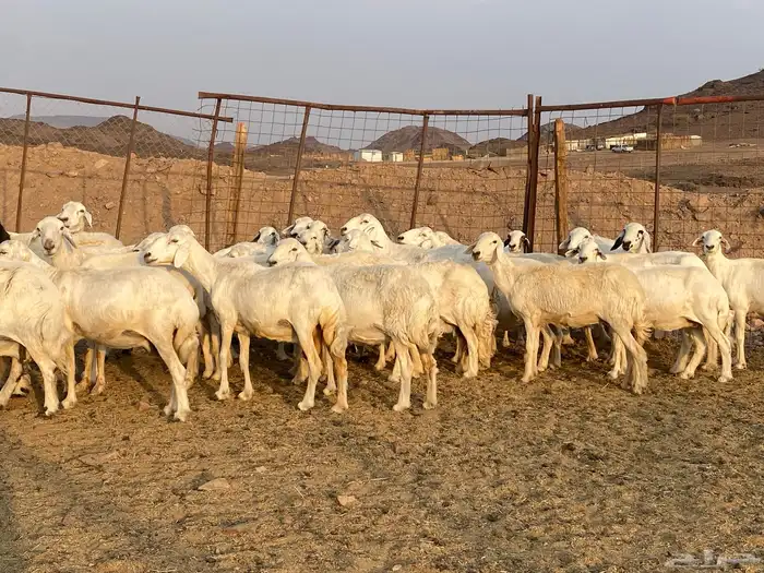 ضان حريات 6