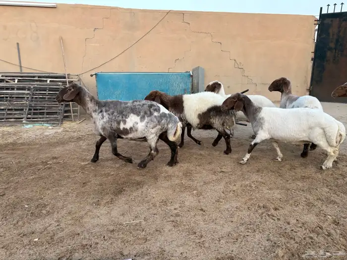 حيل نعيم طيبه شحم عدد 6 سومها 1050 4