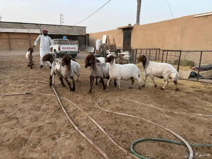 حيل نعيم طيبه شحم عدد 6 سومها 1050 1