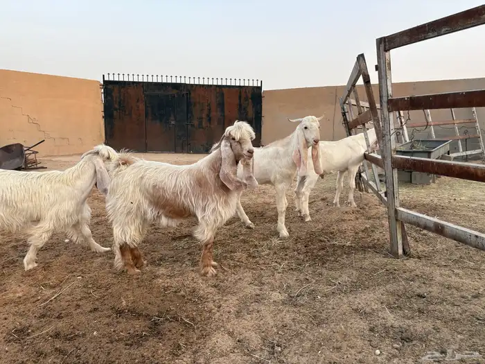 تيوس فحول عوارض ومشاريك طيبه عدد 4 3