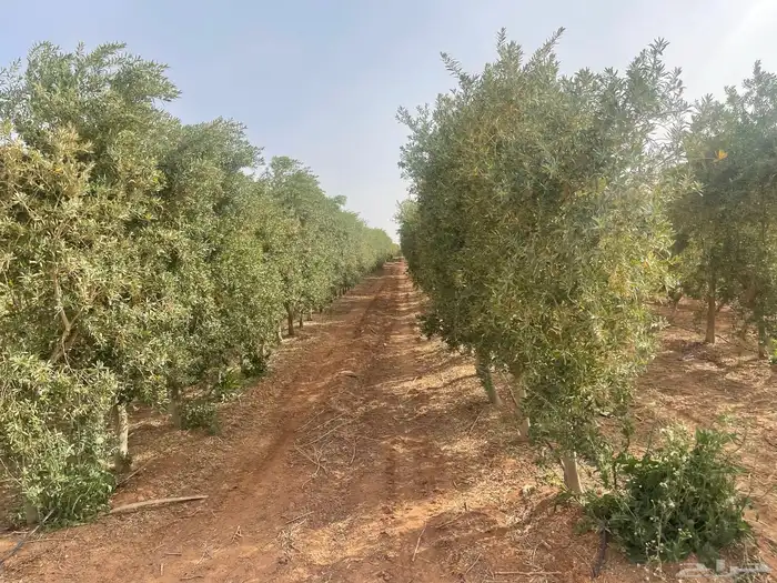 اشجار زيتون مثمرة متوفر جميع انواع والمقاسات 5