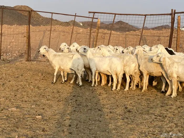 ضان حريات 9