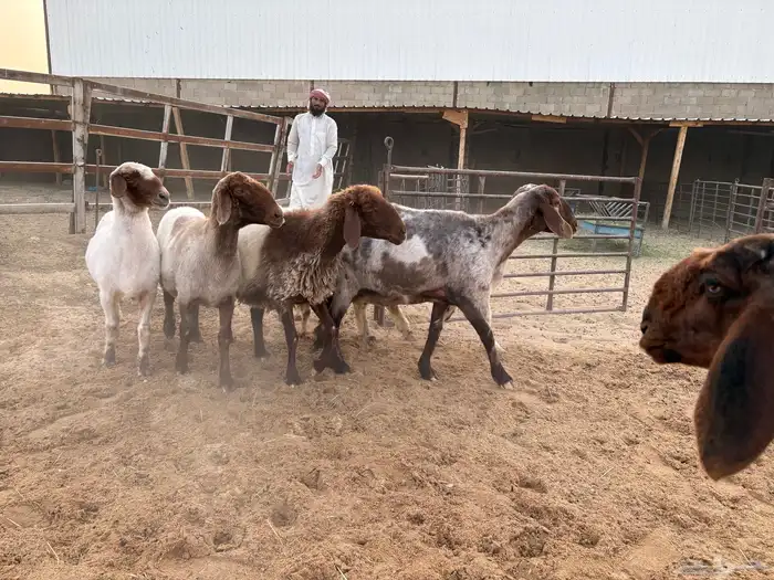 حيل نعيم طيبه شحم عدد 6 سومها 1050 7