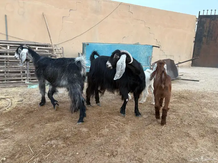 معزا رغايث سن وديد عدد 2 سومها 1800 1