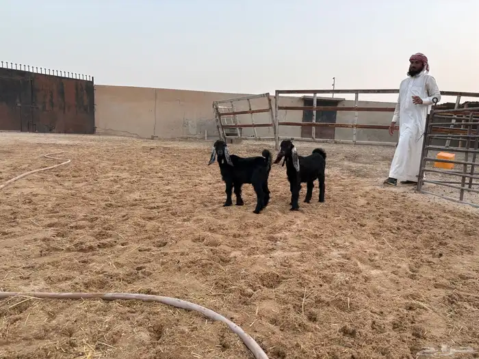 دواغير تيس وجفره سومها 700 4