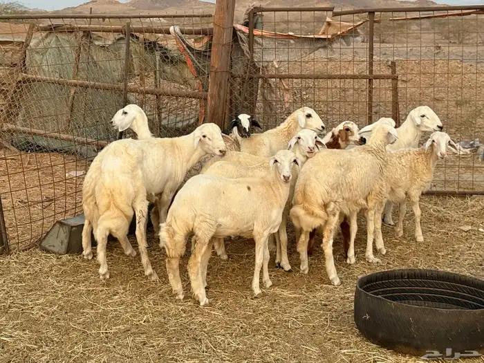 طليان ورخال العمر من 5 شهور لي 6 شهور 5