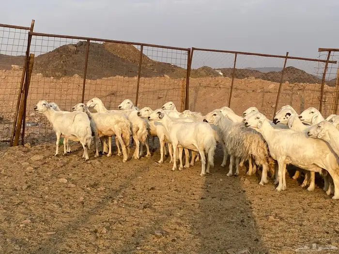 ضان حريات 3