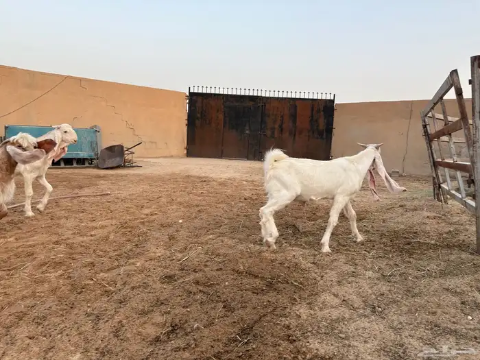 تيوس فحول عوارض ومشاريك طيبه عدد 4 6