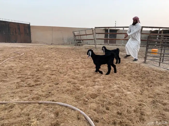 دواغير تيس وجفره سومها 700 8