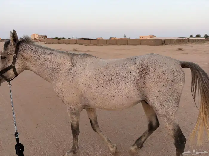 سلام عليكم حصان للبيع عمره أربع سنوات 1