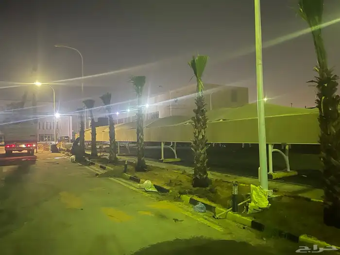 نخيل واشنطن للبيع بجميع انواع المقاسات لتواصل 4