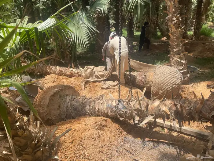 نخيل واشنطن للبيع بجميع انواع المقاسات لتواصل 6