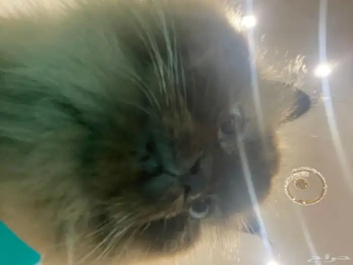 قطة هملايا للتبني 1