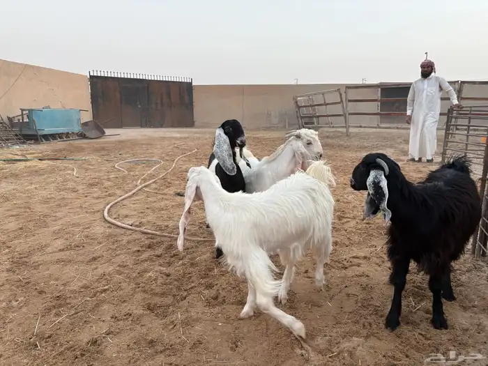 تيوس منادي طيبه عدد 4 حد 1020 8