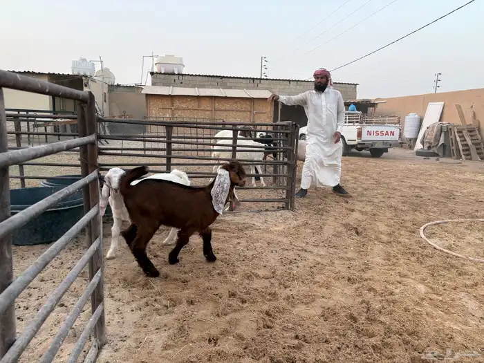 معزا رغايث سن وديد عدد 2 سومها 1800 4