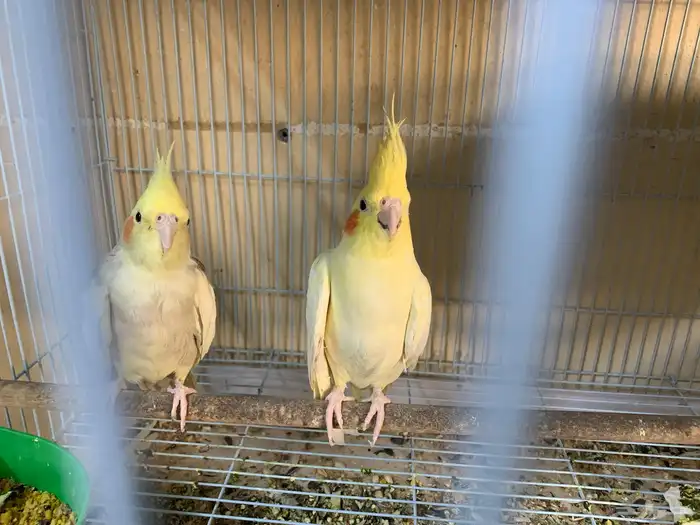 جوز كروان وجوز بادجي منتج 0