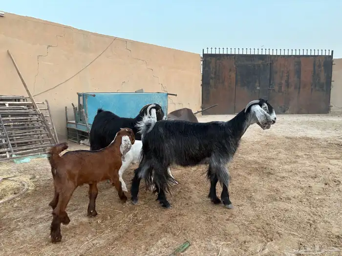معزا رغايث سن وديد عدد 2 سومها 1800 2