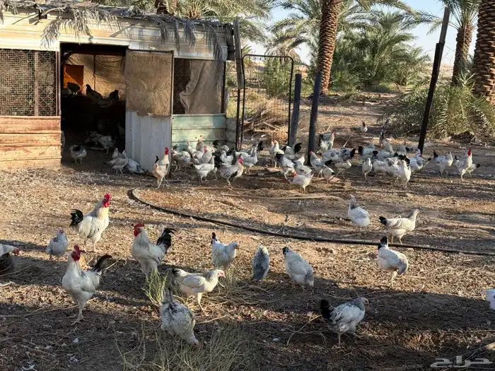 دجاج فرنسي وكلومبي 3