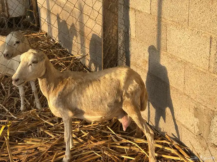 نعجه معاها كبس 4