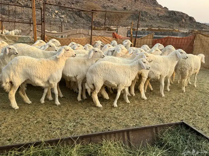 ارخال صنف أصنف 12