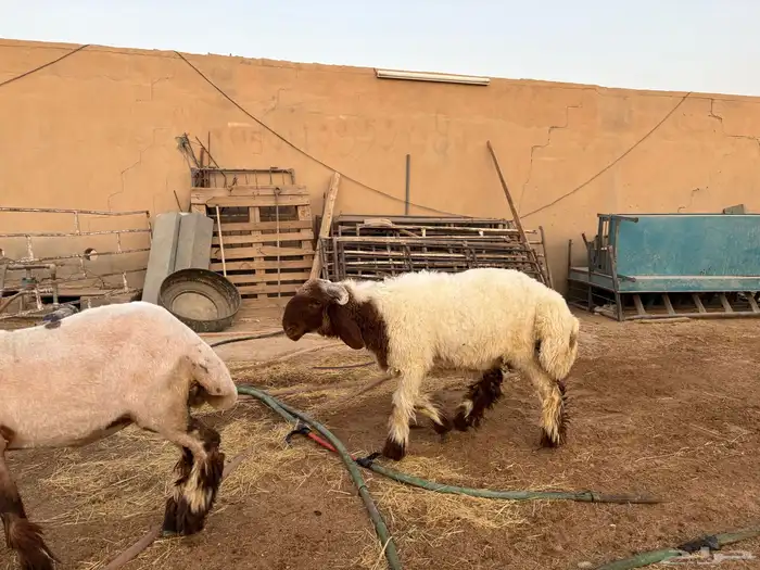 فحل نعيمي جذع طيب سومه 1530 1