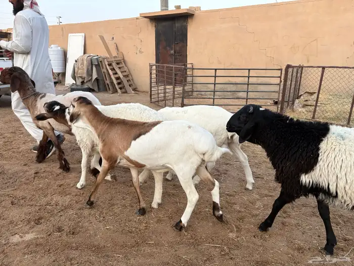 ذبايح بلديه مهجنه طيبه حد 1000 6