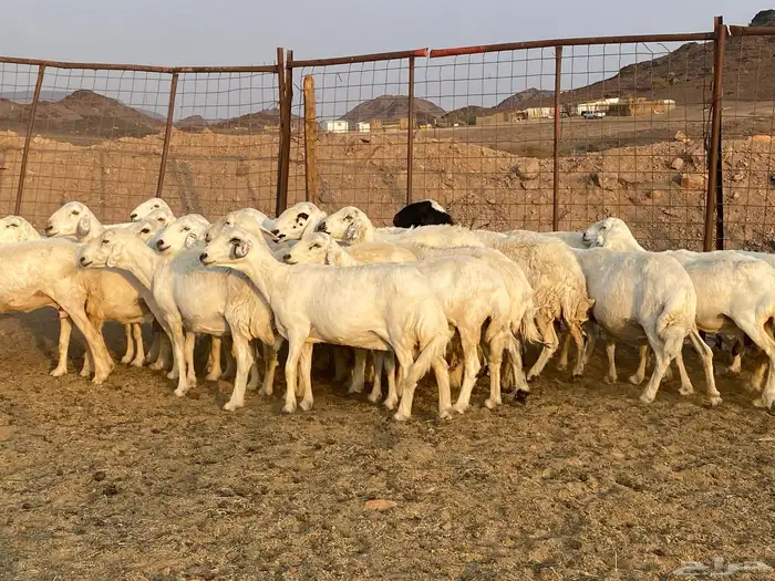 ضان حريات 8