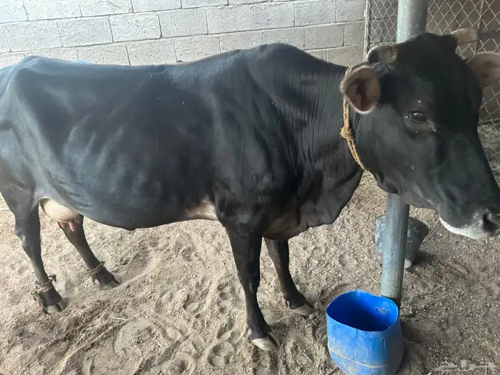 بقره جرسيه عشار كفو 0