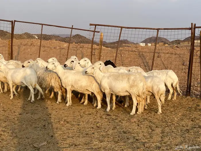 ضان حريات 4