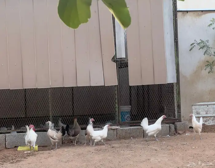 دجاج بلدي بياض 9