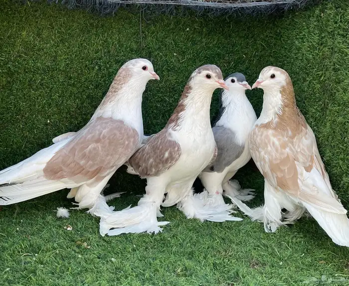 حمام شيرازي للبيع 1