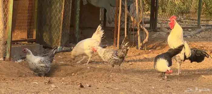 دجاج بلدي بياض 11