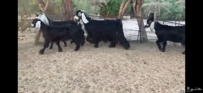 للبيع 5 معزا بفحلها 1