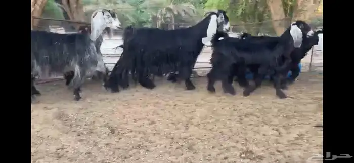 للبيع 5 معزا بفحلها 5