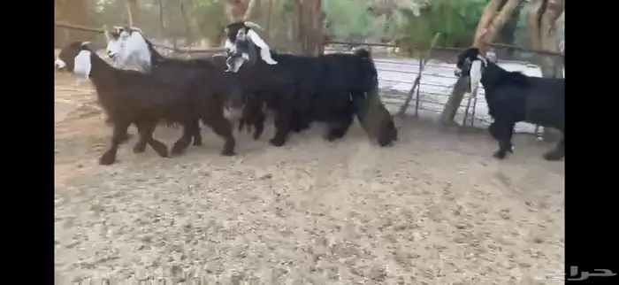 للبيع 5 معزا بفحلها 0